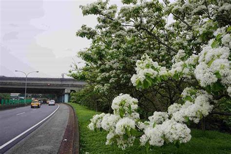 高速公路旁的白花|「花」現國道 春天腳步近 上高速公路邊開車邊賞百花美景 